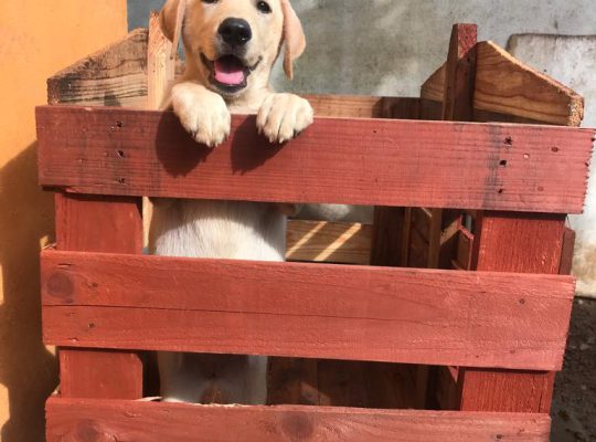 Labrador Female Puppies