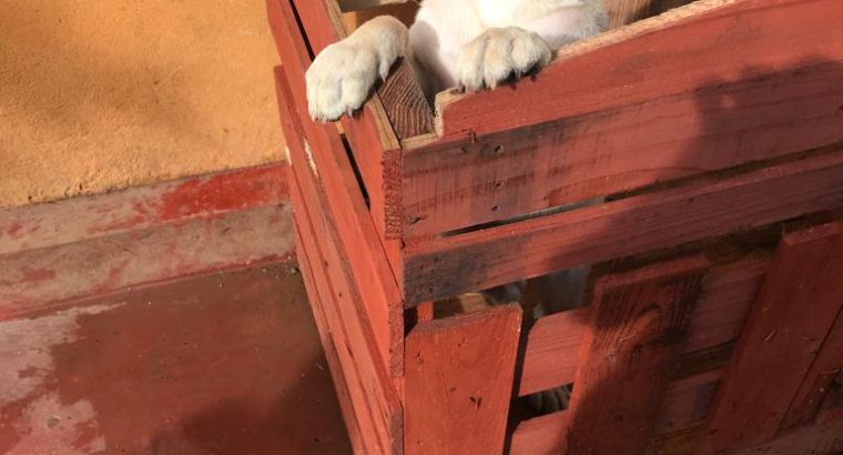 Labrador Female Puppies