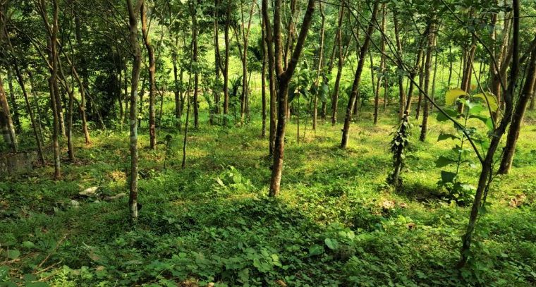 Rubber land for sale in deraniyagala