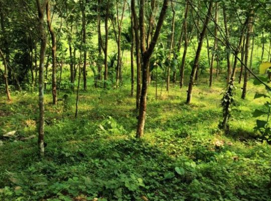 Rubber land for sale in deraniyagala