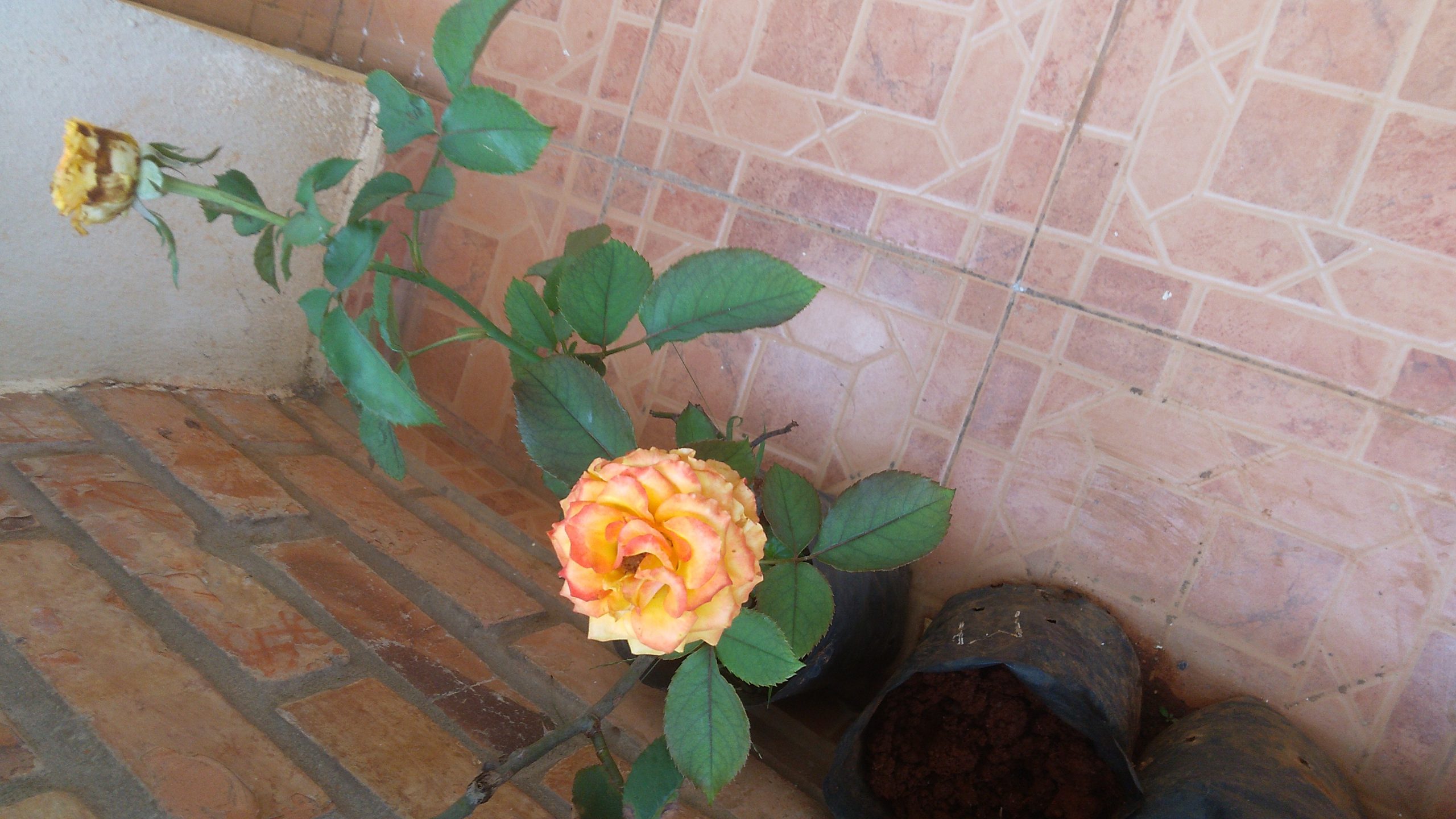 Rose 🌹💐 plants