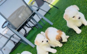 Tibetan terrier puppies for sale