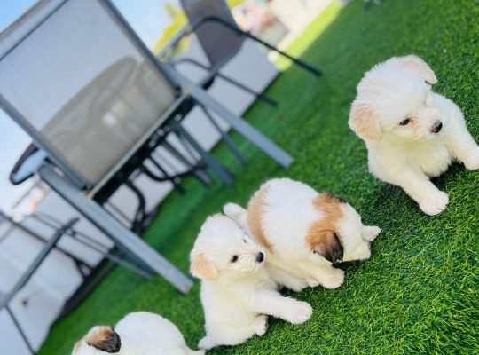 Tibetan terrier puppies for sale