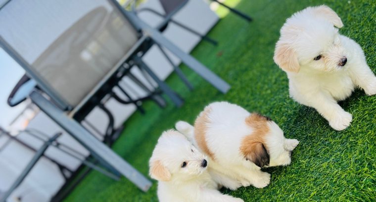 Tibetan terrier puppies for sale