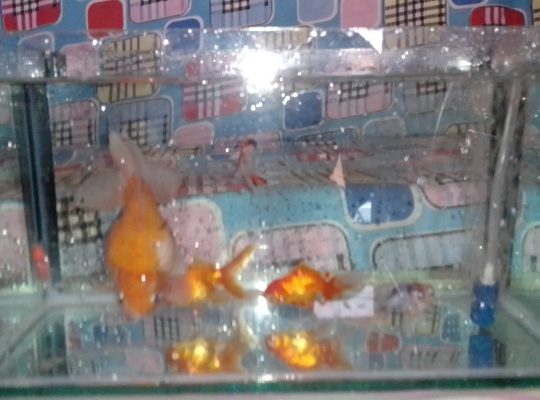 fish with tank