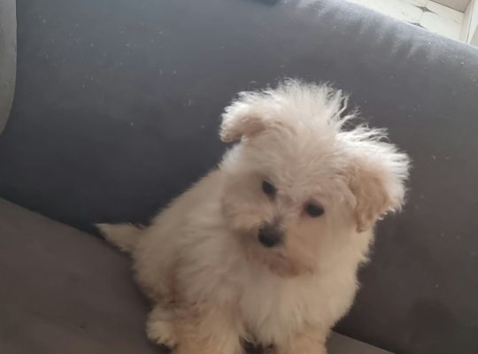 Puppy Maltipoo