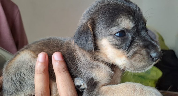 Cocker Spaniel puppy