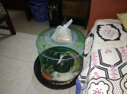 Rabbit With Cage