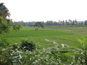 Paddy field for sale in Talangama