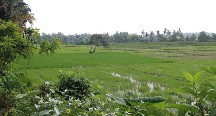 Paddy field for sale in Talangama