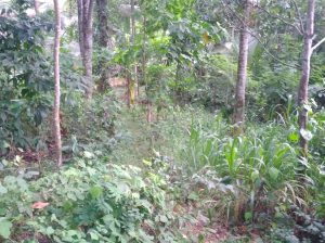 valuable land in kegalle