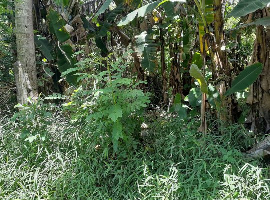 Land for sale in Dampe, Piliyandala (11 Perches)