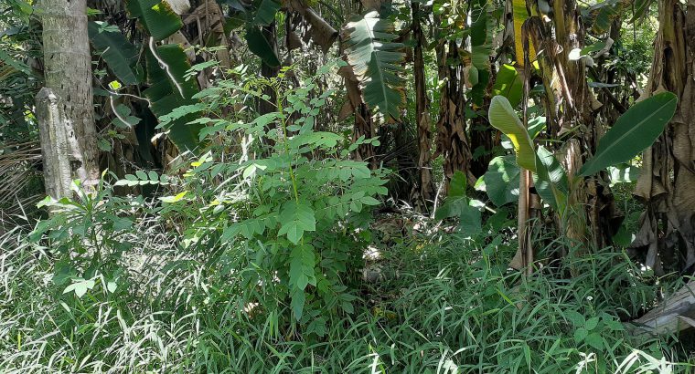 Land for sale in Dampe, Piliyandala (11 Perches)