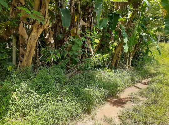 Land for sale in Dampe, Piliyandala (11 Perches)