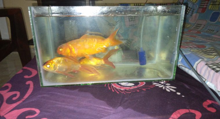 Fish With Tank