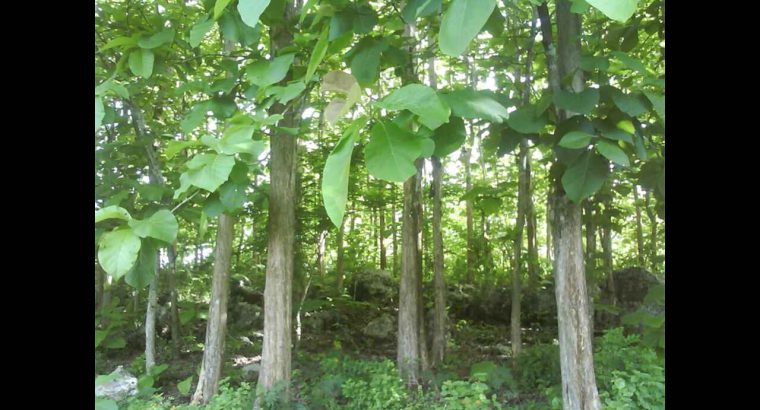 Urgent sell teak land