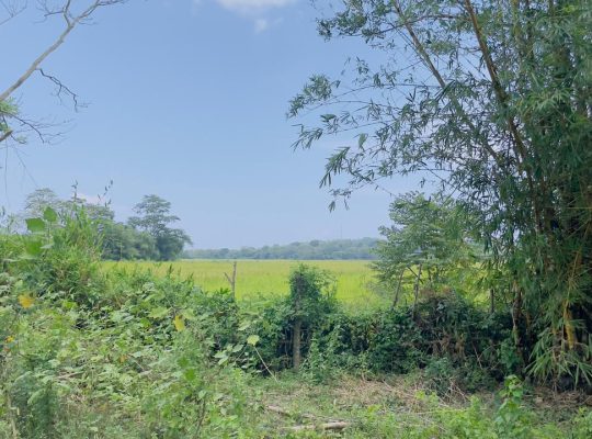 1.8 Acre Land sale in Tangalle