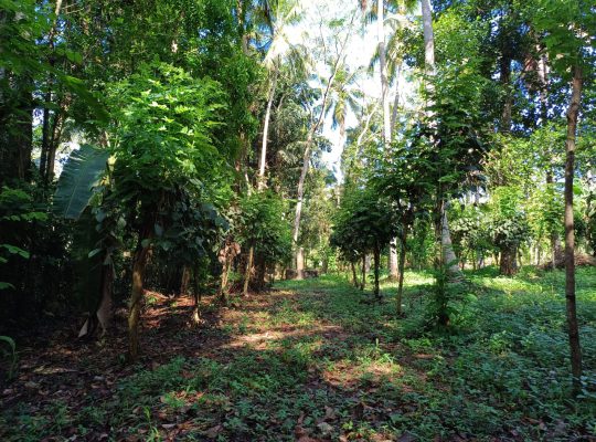 Land for sale in divulapitiya