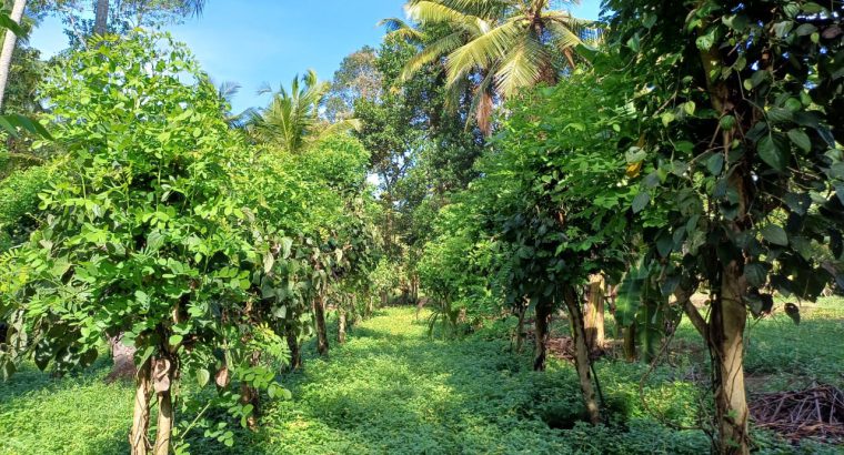 Land for sale in divulapitiya