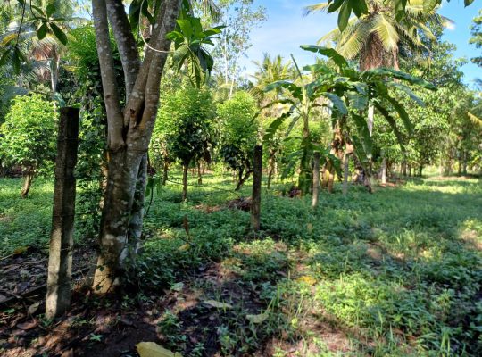 Land for sale in divulapitiya