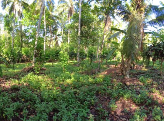 Land for sale in divulapitiya