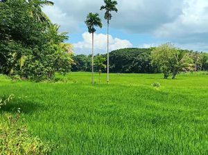 Fertile Paddy Field