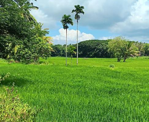 Fertile Paddy Field