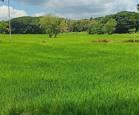 Fertile Paddy Field