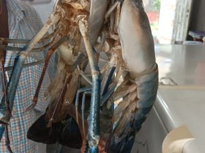 Giant River prawns (කරඬු ඉස්සා)