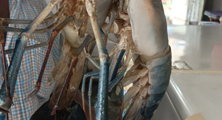 Giant River prawns (කරඬු ඉස්සා)