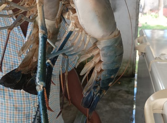 Giant River prawns (කරඬු ඉස්සා)