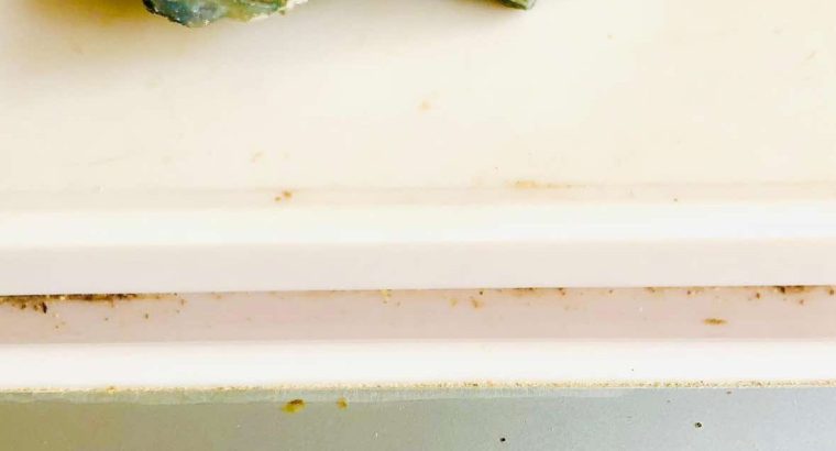 Natural Genuine Amethyst Crystal Cluster