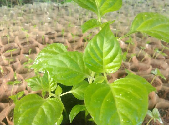 ස්ක්‍රොච් බොන්ච් ඩාර්ක් ග්‍රීන් නයි මිරිස් පැල …