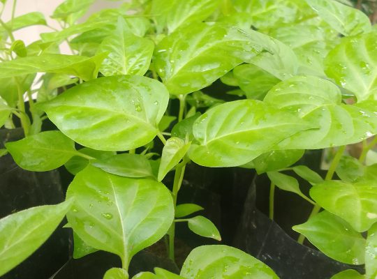 ස්ක්‍රොච් බොන්ච් ඩාර්ක් ග්‍රීන් නයි මිරිස් පැල …