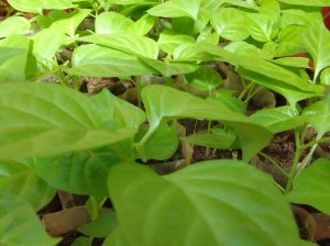 ස්ක්‍රොච් බොන්ච් ඩාර්ක් ග්‍රීන් නයි මිරිස් පැල …