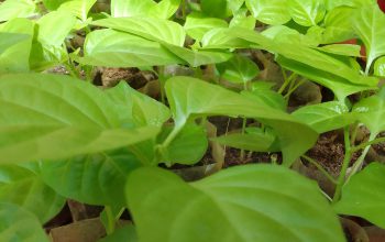ස්ක්‍රොච් බොන්ච් ඩාර්ක් ග්‍රීන් නයි මිරිස් පැල …