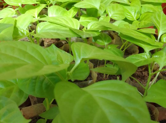 ස්ක්‍රොච් බොන්ච් ඩාර්ක් ග්‍රීන් නයි මිරිස් පැල …