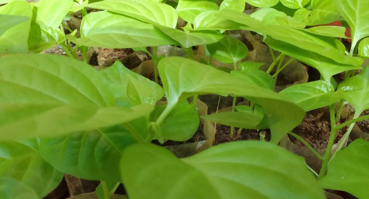 ස්ක්‍රොච් බොන්ච් ඩාර්ක් ග්‍රීන් නයි මිරිස් පැල …