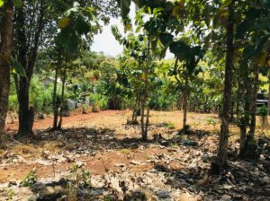 පදිංචියට අගනා බිම්කොටසක්