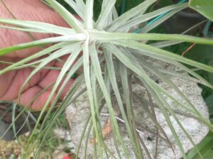 Airplant ,cactus ,Succulant,and different type of