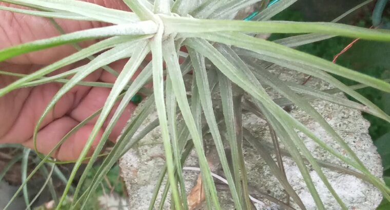 Airplant ,cactus ,Succulant,and different type of