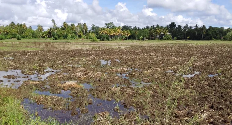 අනුරාධපුර කුඹුරු ඉඩමක් විකිණීමට!!!