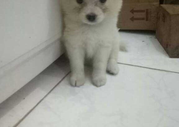 Heavenly cakes -classes