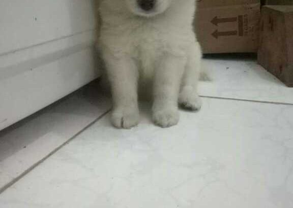 Heavenly cakes -classes