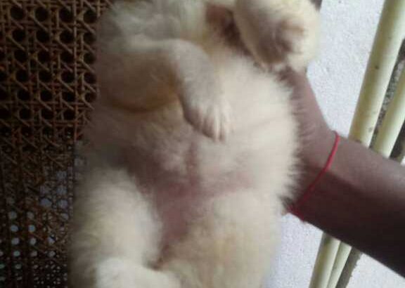 Heavenly cakes -classes