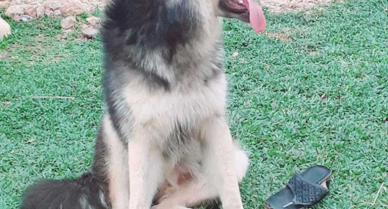 Nikon D7200 for sale