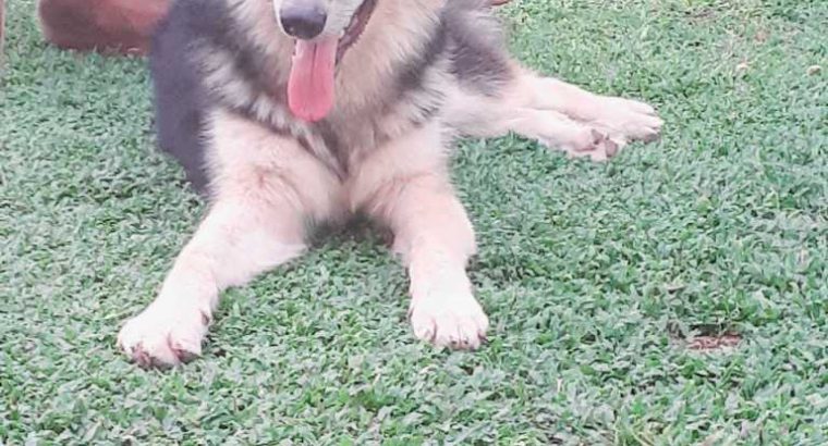 Nikon D7200 for sale