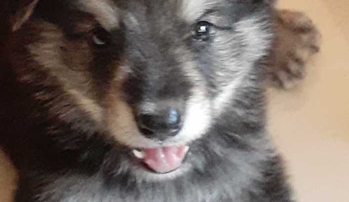 Nikon D7200 for sale