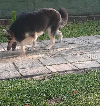 20 LITER HAS RICE COOKER FOR SALE