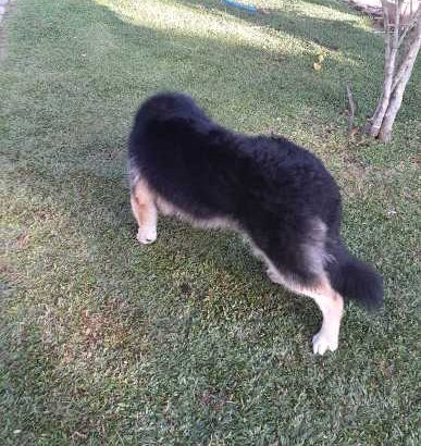 20 LITER HAS RICE COOKER FOR SALE